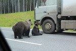 В ЮГРЕ МЕДВЕДИ СНОВА ПЕРЕКРЫВАЮТ ДОРОГИ. НАГЛЫЕ ЖИВОТНЫЕ ВЕДУТ СЕБЯ НЕПРИСТОЙНО И НАПАДАЮТ НА МАШИНЫ. ВИДЕО