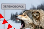 СЕТЕВОЙ ДОЗОР. Держат в страхе больше месяца: появилось новое видео, на котором волк спокойно разгуливает по Зеленоборску. В Советском женщине чудом удалось отбить своего питомца от двух хищников