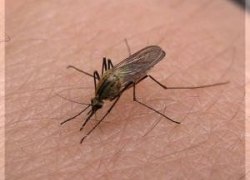 ЧИСЛО ЗАБОЛЕВШИХ ТУЛЯРЕМИЕЙ В ЮГРЕ ПЕРЕВАЛИЛО ЗА ТЫСЯЧУ. МЕДИКИ ПРИЗЫВАЮТ ПОСТАВИТЬ ПРИВИВКУ