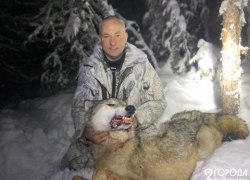 Первый Зеленоборский волк попал в капкан