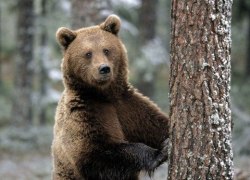 Грибочек, ягодка… медведь!!! Можно ли грибникам Советского и Югорска ходить в лес, не опасаясь встречи с «хозяином тайги»?