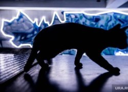 Британские СМИ заинтересовались выборами в российской глубинке. А все из-за кота. ФОТО Британские СМИ заинтересовались выборами в российской глубинке. А все из-за кота. ФОТО
