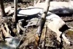 СЕТЕВОЙ ДОЗОР. Об отставке мэра, прогулке &laquo;под кайфом&raquo; и зловонной находке