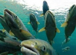 ​В реки Югры выпустят 17,8 млн. шт. муксуна и пеляди