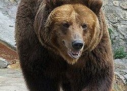 Жесть. Под Нижневартовском медведь прямо на глазах жены разорвал мужчину. «Женщину едва спасли — грыз конечности» Жесть. Под Нижневартовском медведь прямо на глазах жены разорвал мужчину. «Женщину едва спасли — грыз конечности»