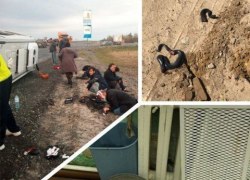 СЕТЕВОЙ ДОЗОР. О безопасности местных маршруток, незваных ползучих гостях и мастерах парковки
