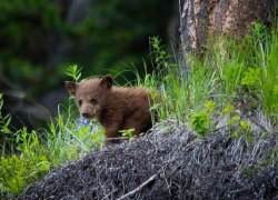 В ХМАО волонтерам, которые забрали медвежат из леса, грозит наказание