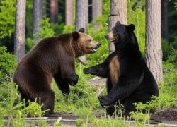 В Югре медведица остановила движение на трассе, чтобы перевести малыша