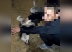 В Югорске подростки сняли на видео, как копают для собаки могилу, и хвастались в соцсетях фото с окровавленным животным