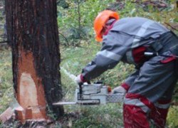 В Югорске осуждены "черные лесорубы"