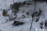 Полицейскими  обнаружены костные останки людей