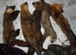 Полицейские Советского проводят оперативные мероприятия по выявлению биологических ресурсов, добытых преступных путем