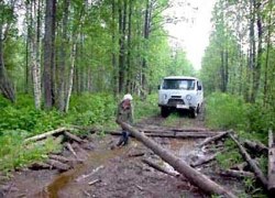 Направлено в суд уголовное дело о незаконной рубке лесных насаждений