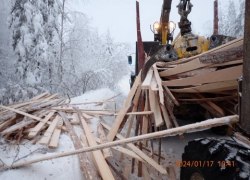 Пойман с поличным при выгрузке отходов лесопиления