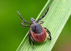 О ситуации по инфекциям, передающимся с укусами клещей на 28 неделе года в городе Югорске и Советском районе
